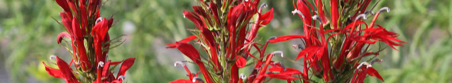Lobelia