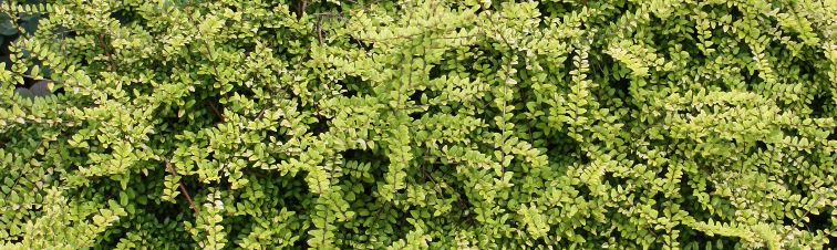 Lonicera