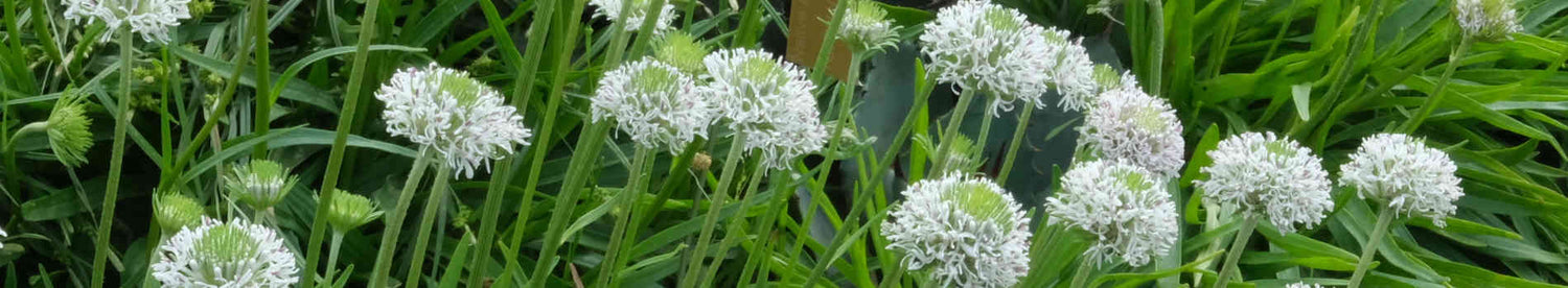 Marshallia
