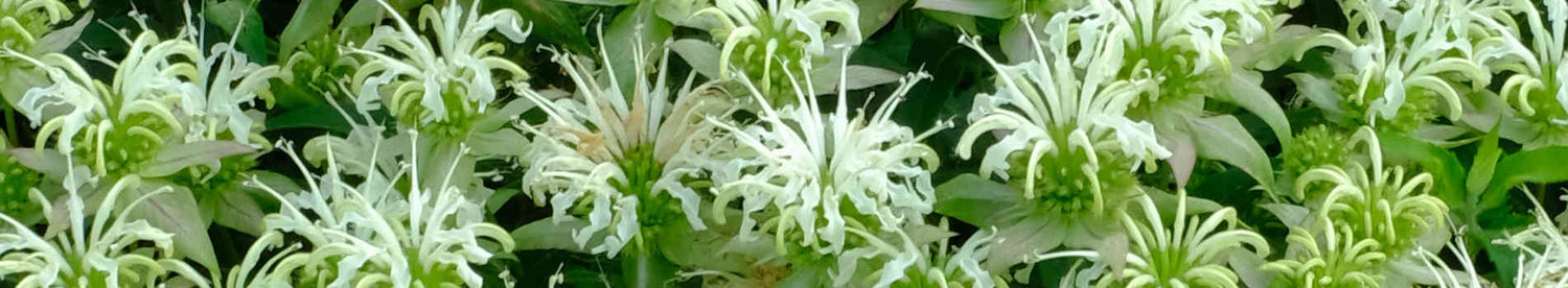 Monarda