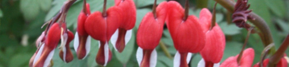 Multicolor Flowering Plants
