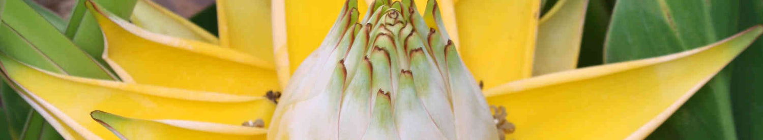 Musella