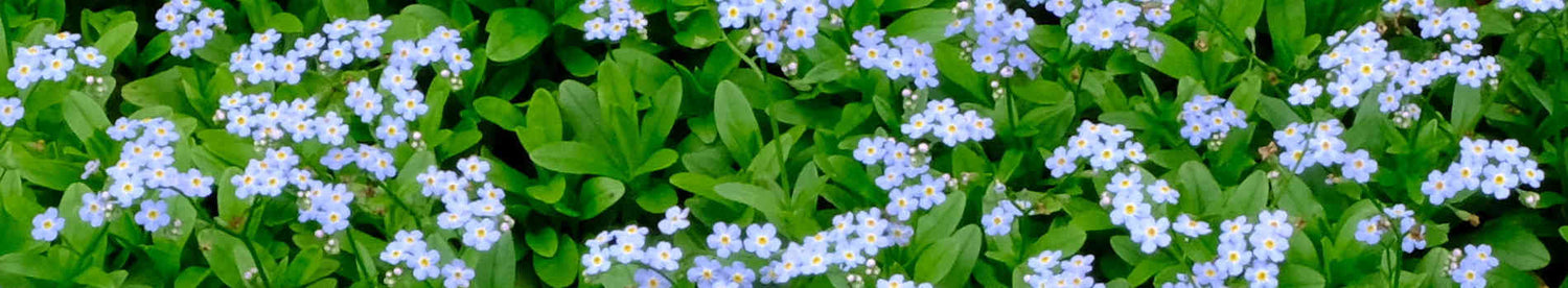 Myosotis