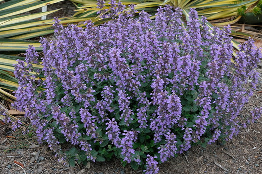 Image of Nepeta 'Cat's Pajamas' PP 31,127 taken at Juniper Level Botanic Gdn, NC by JLBG