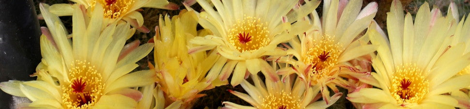 Notocactus