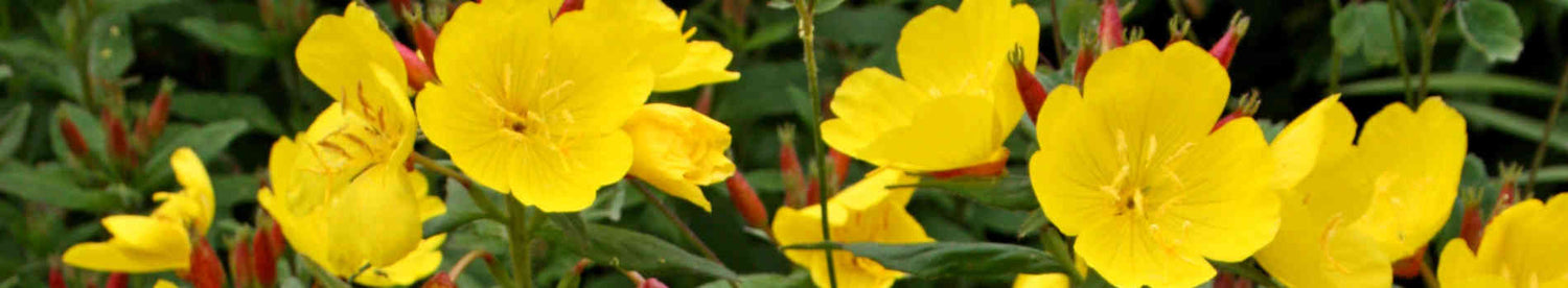 Oenothera