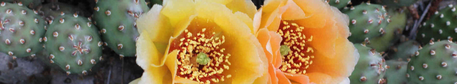 Opuntia