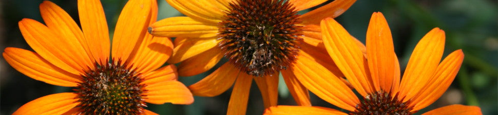 Orange/Peach Flowering Plants