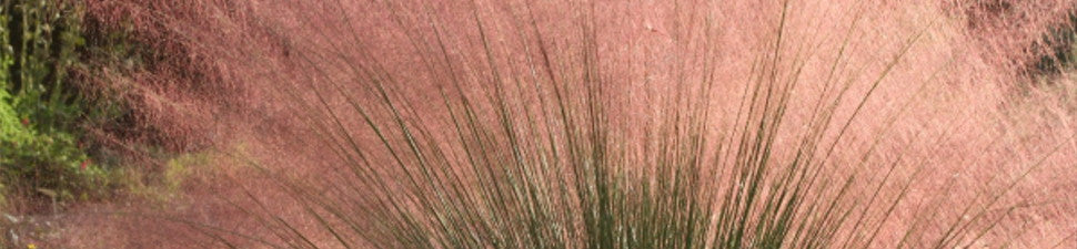 Ornamental Grasses