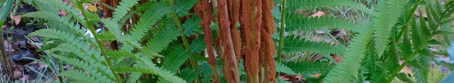 Osmunda