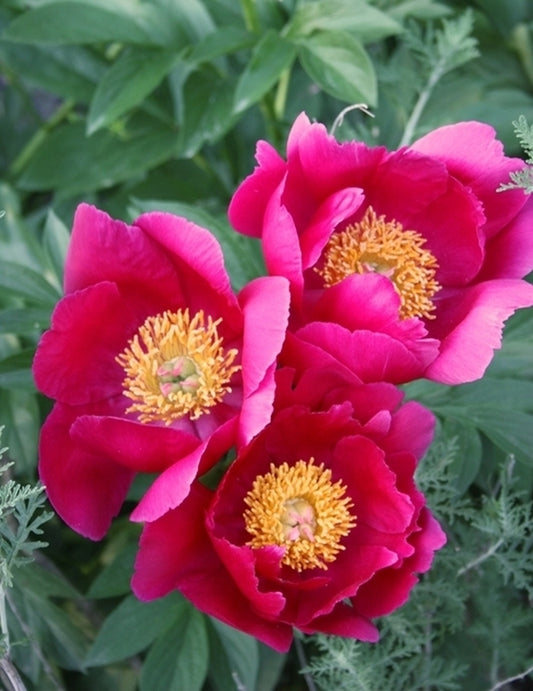 Image of Paeonia 'Scarlet O'Hara' taken at Juniper Level Botanic Gdn, NC by JLBG