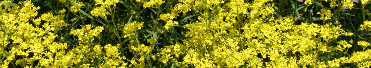 Patrinia