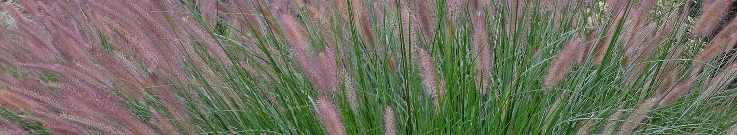 Pennisetum