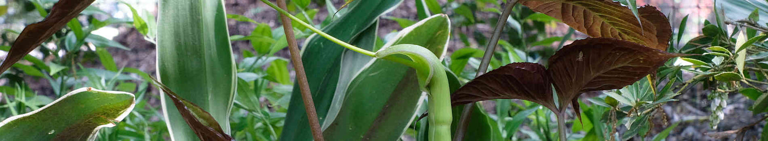 Pinellia