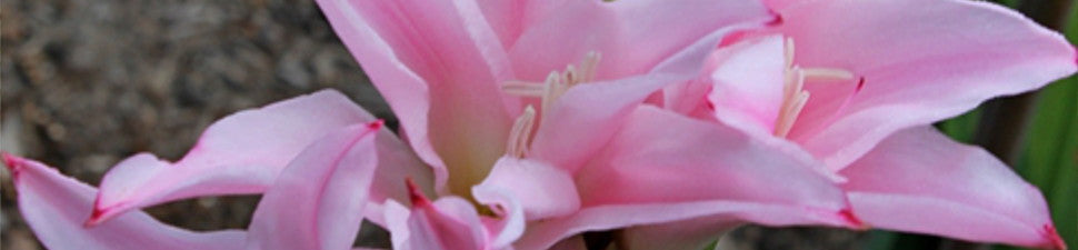 Pink Flowering Plants