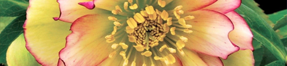 Plants that start with 'H'