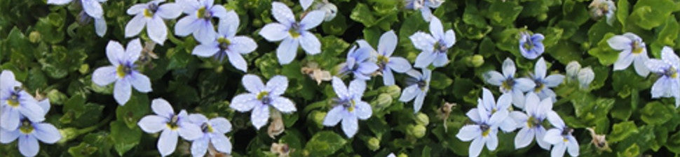 Plants that start with 'L'