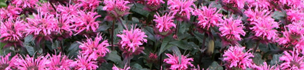 Plants that start with 'M'