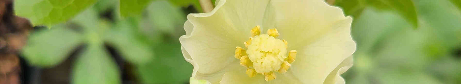 Podophyllum
