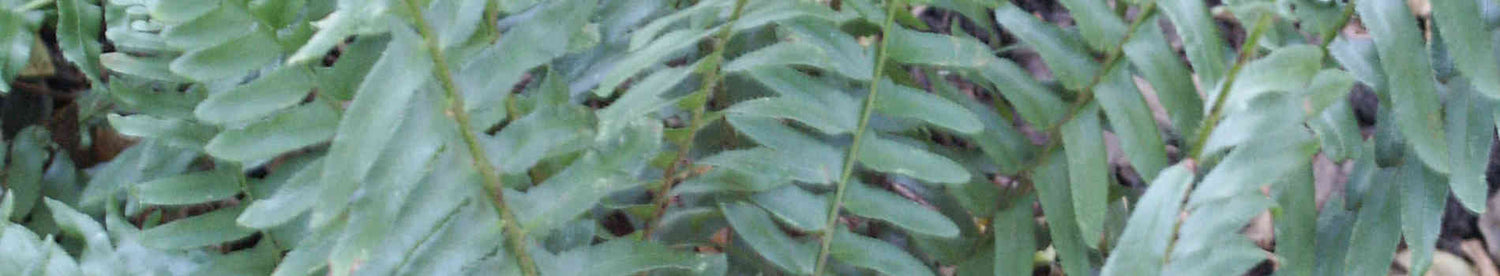 Polystichum