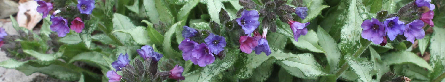 Pulmonaria