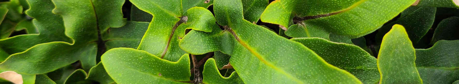 Pyrrosia