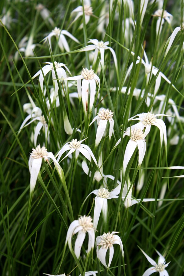 Rhynchospora