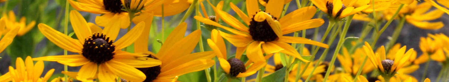 Rudbeckia
