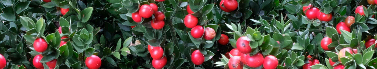 Ruscus