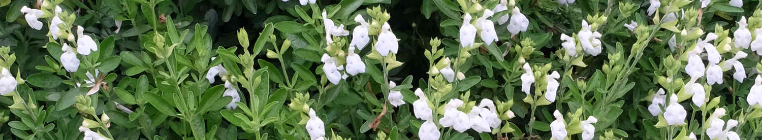 Southwest Garden Plants