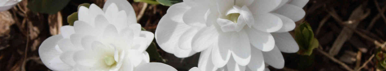 Sanguinaria