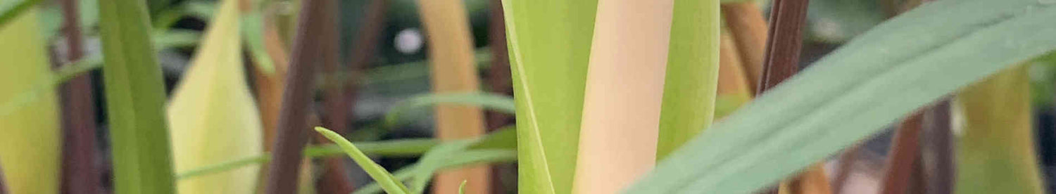 Sauromatum