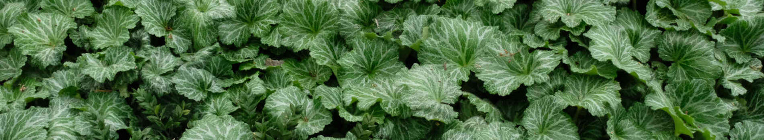 Saxifraga