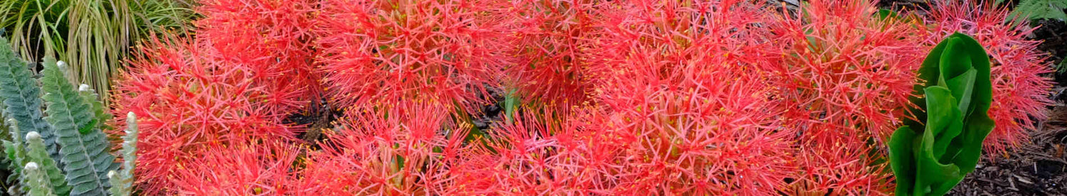 Scadoxus