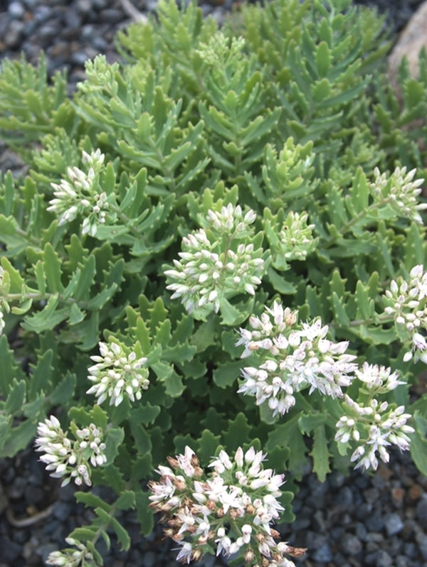 Image of Sedum tatarinowii 'Thundercloud' PP 21,833