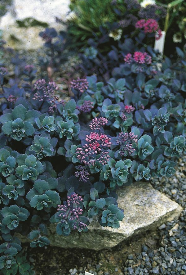 Image of Sedum telephium 'Sunset Cloud'