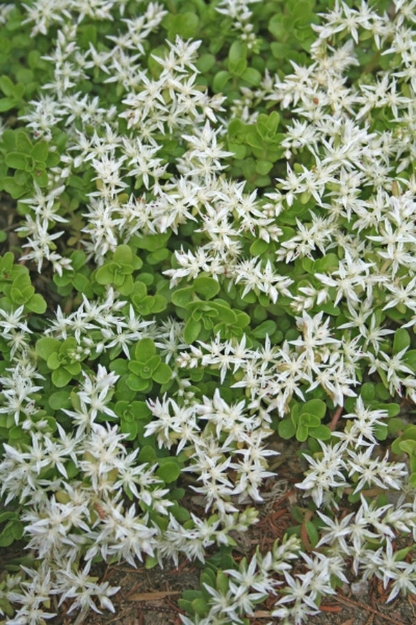 Image of Sedum ternatum 'Eclair'