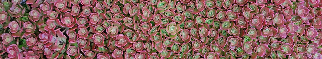 Top Tips for Growing Sedum Stonecrop the Right Way