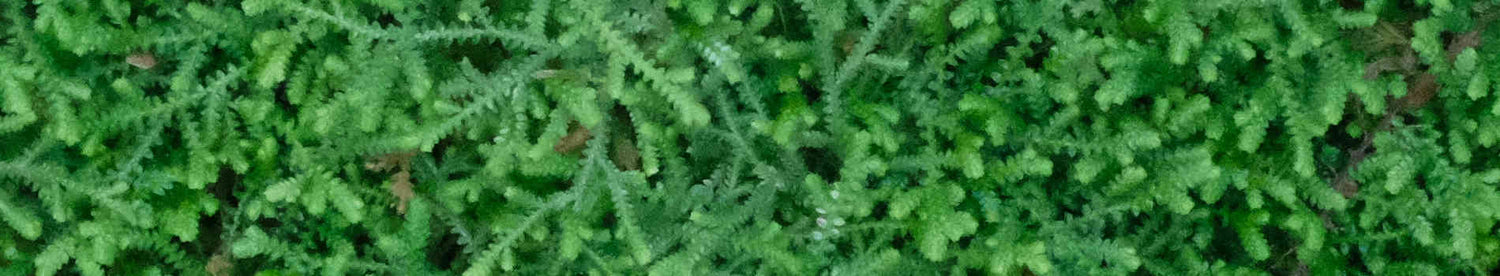 Selaginella