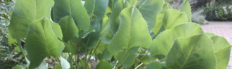 Silphium