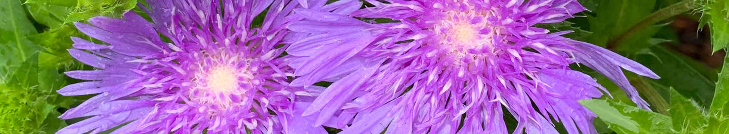 Stokesia
