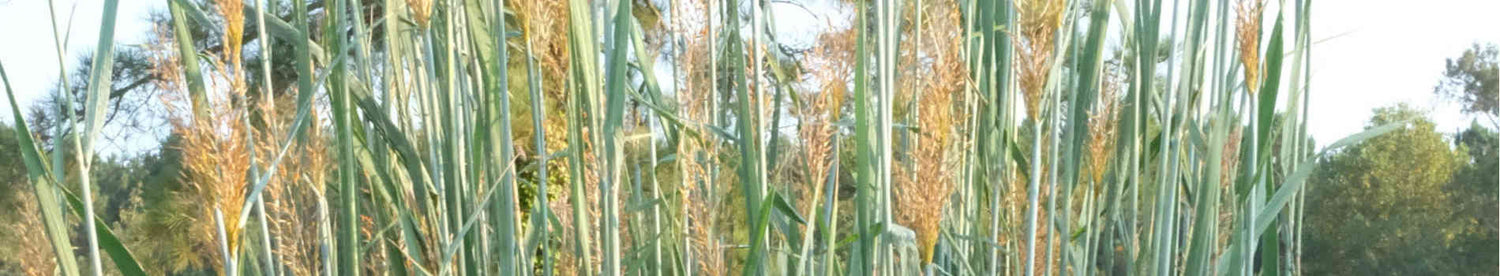 Sorghastrum