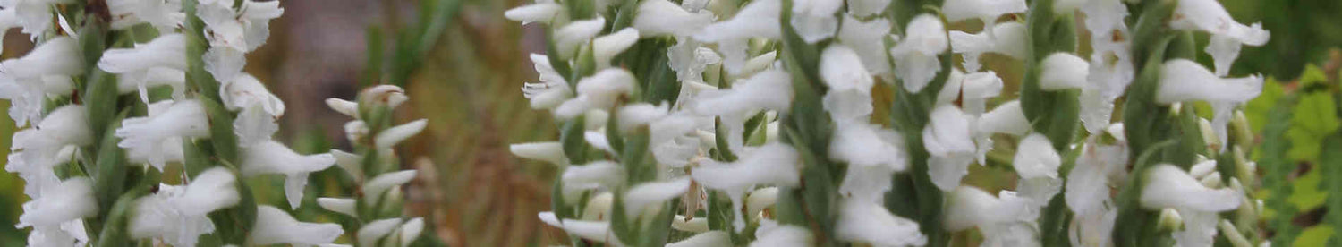 Spiranthes