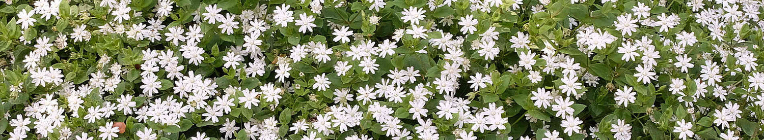 Shade Perennials