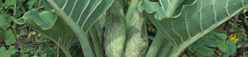 Synandrospadix