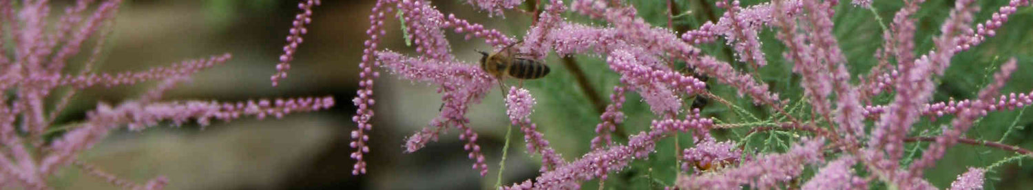 Tamarix