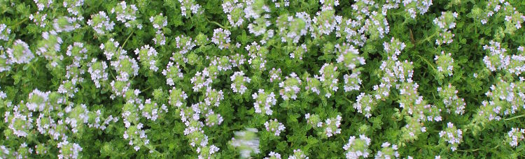 Thymus