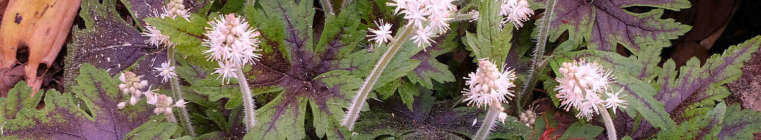 Tiarella