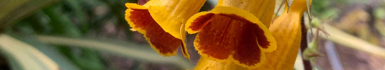 Titanotrichum