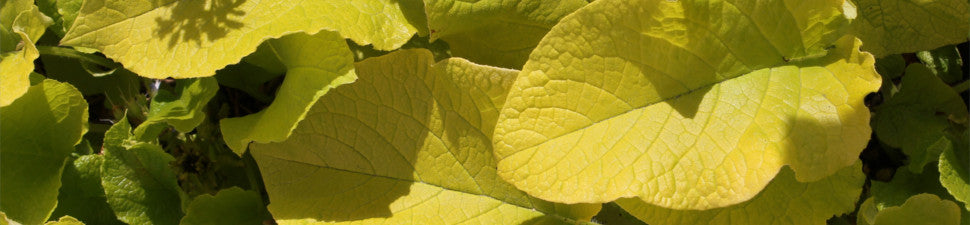Trachystemon